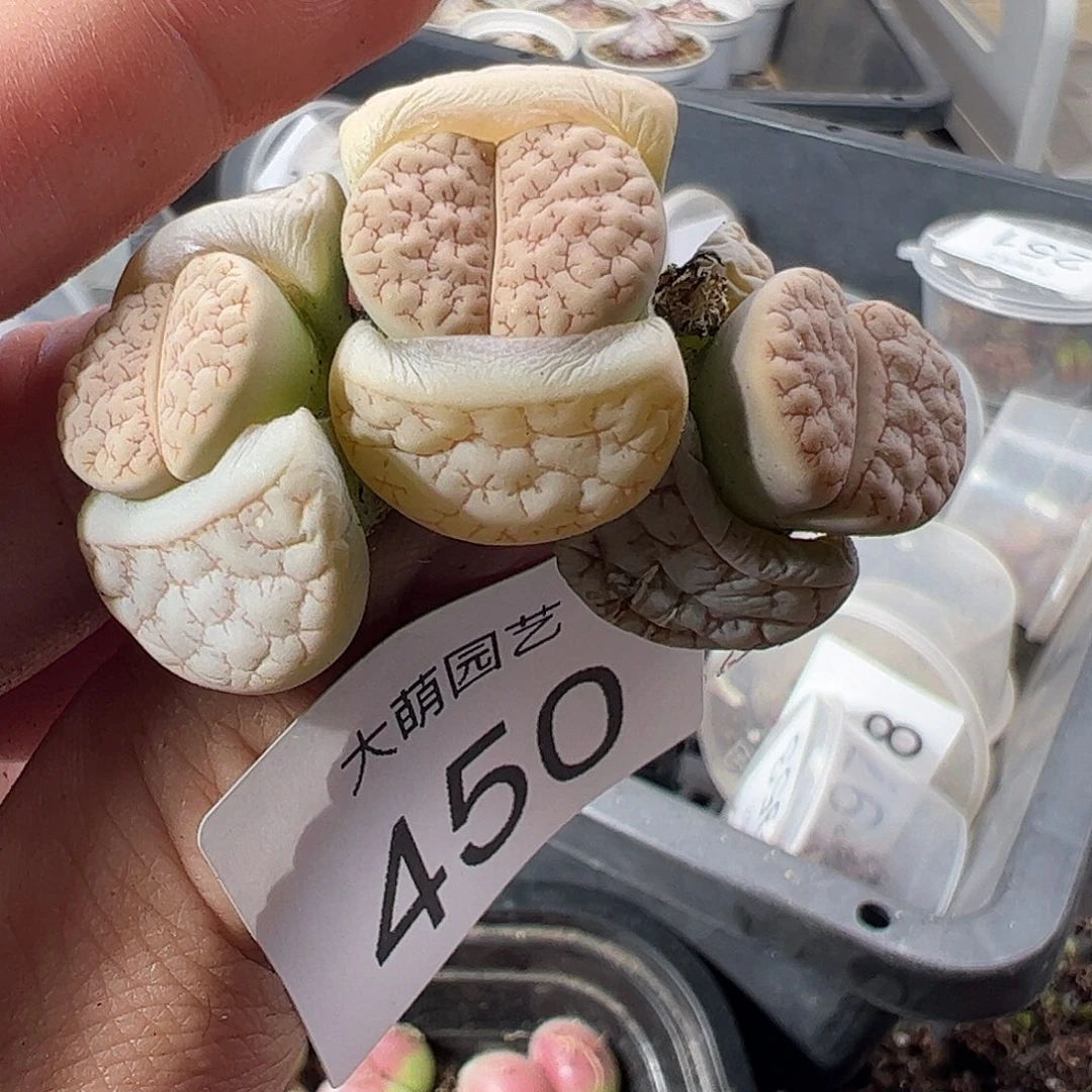 一物一拍。          450