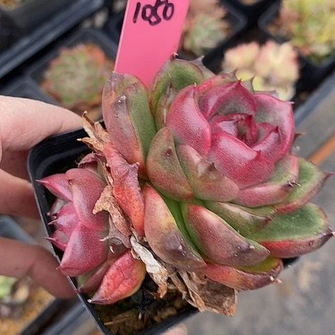 夜**兰1050多肉植物老桩