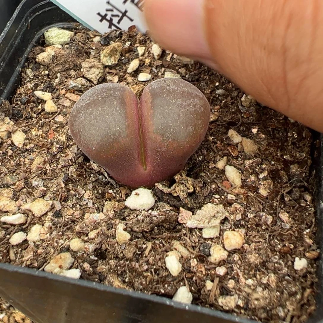 21+128风铃多肉植物