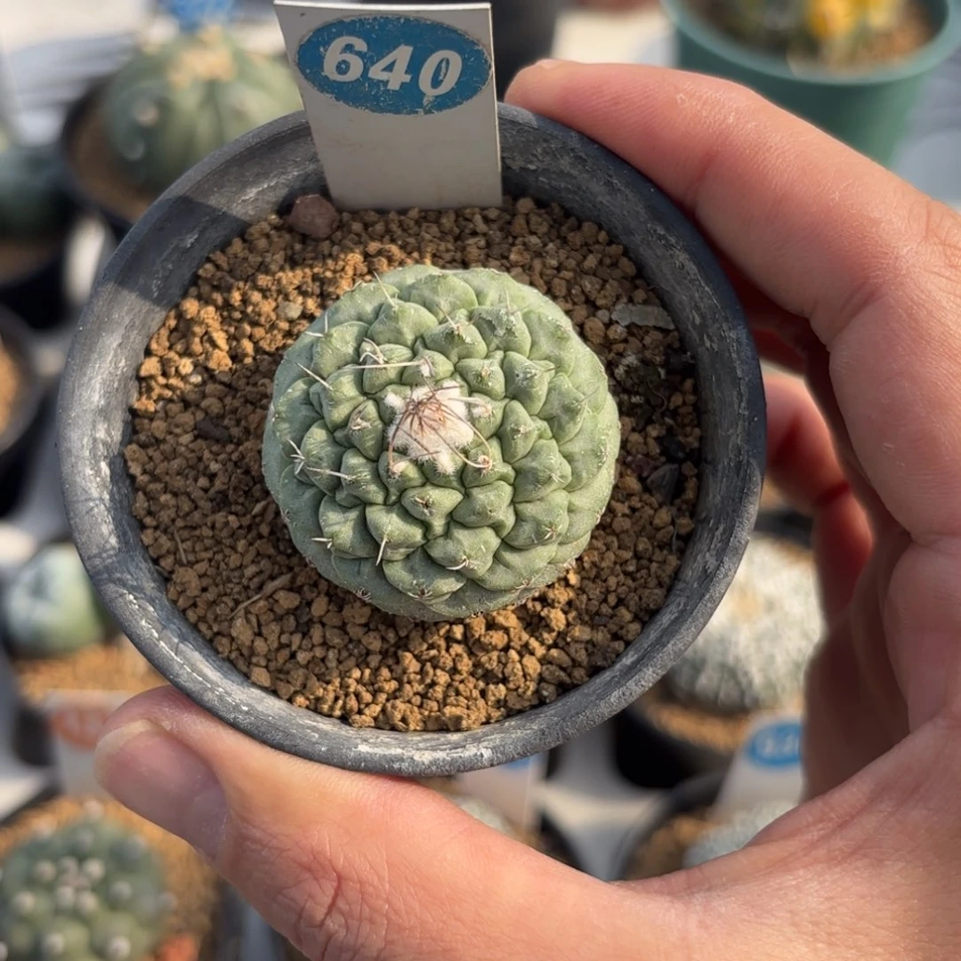 640实生菊水带盆带土发货