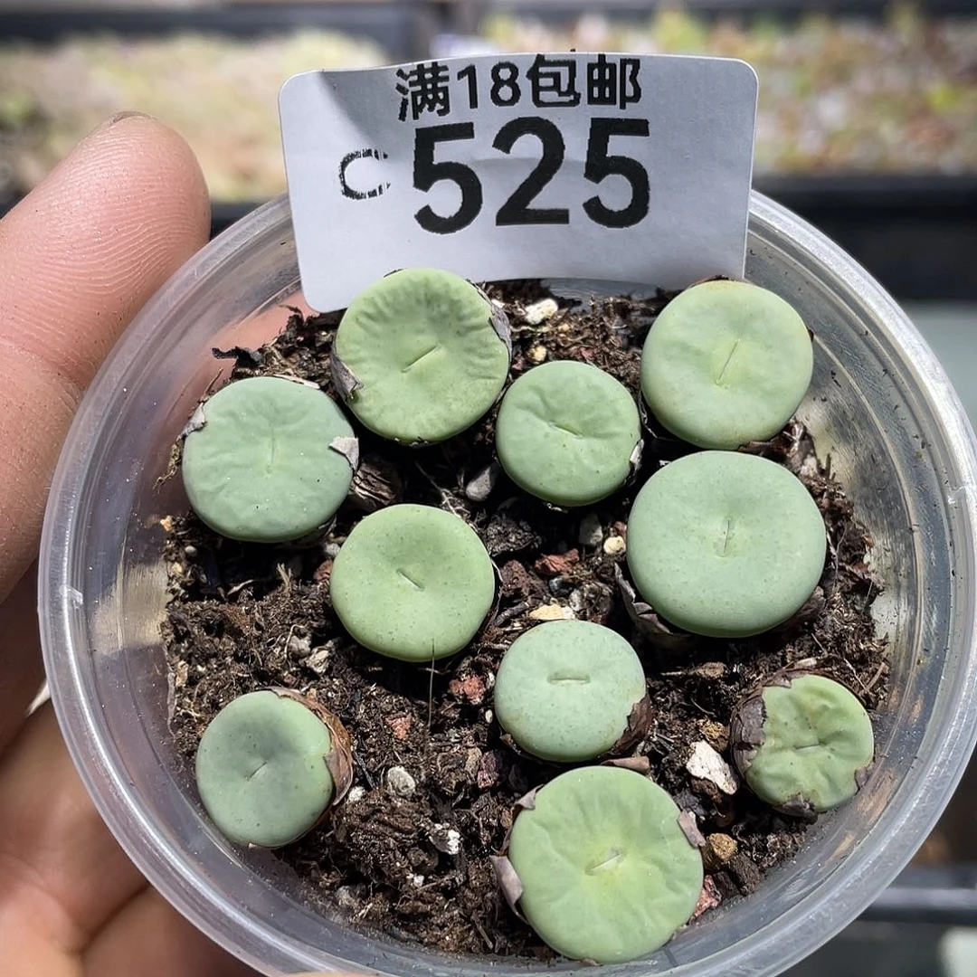 当天凑满十八元包邮525
