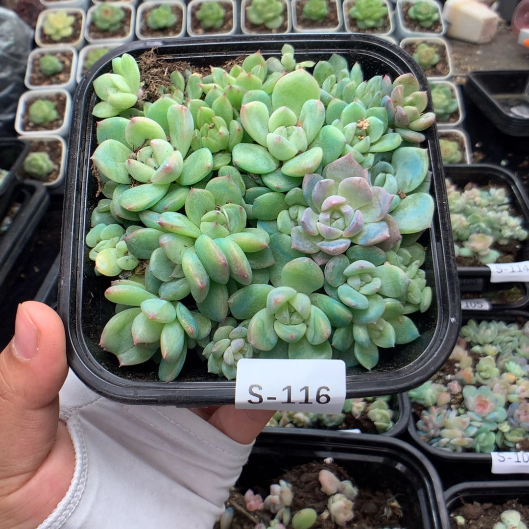 无花朵S116月y用英语