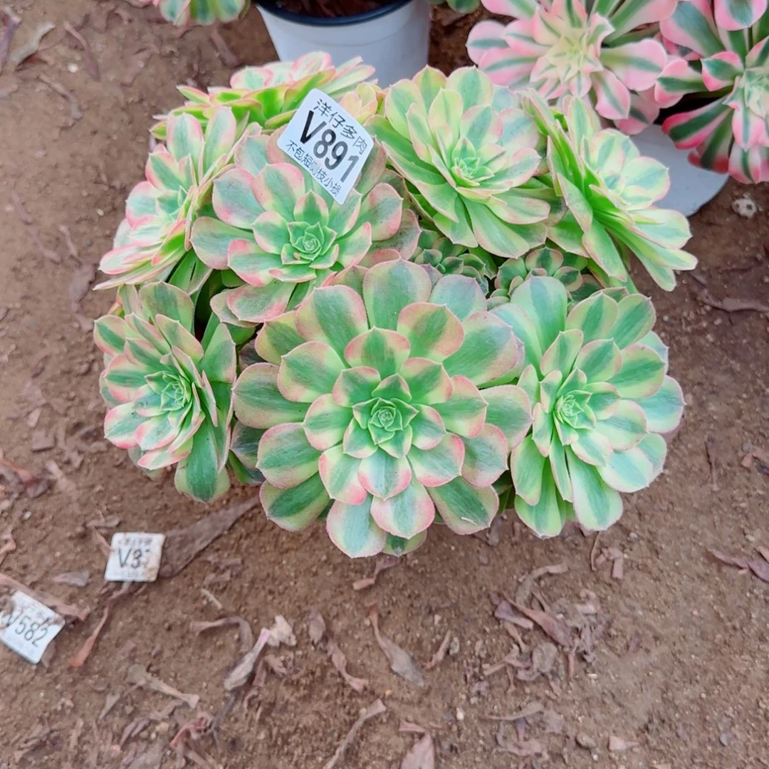 雨荷发师891冠幅25