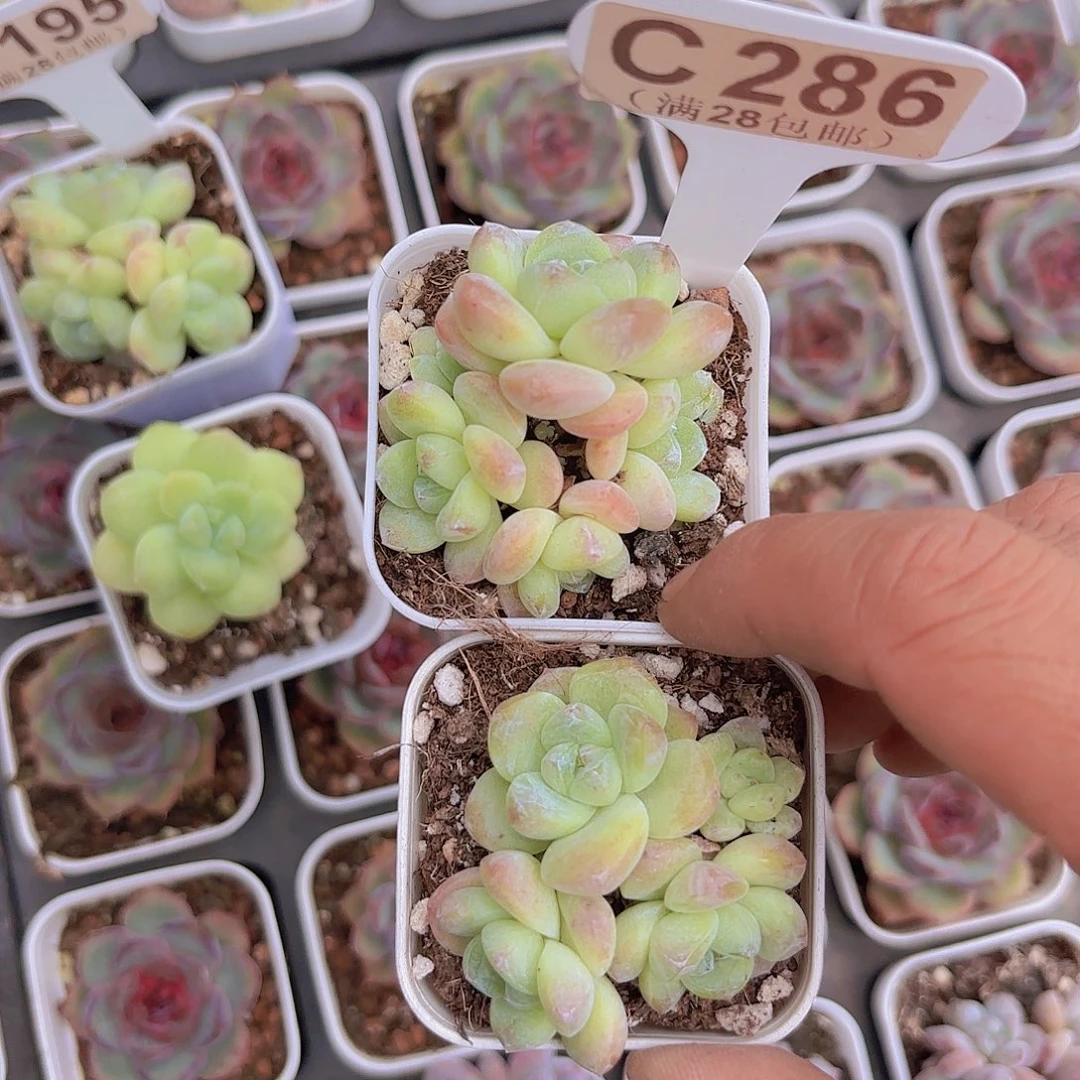 C286两颗冰玉一物一拍