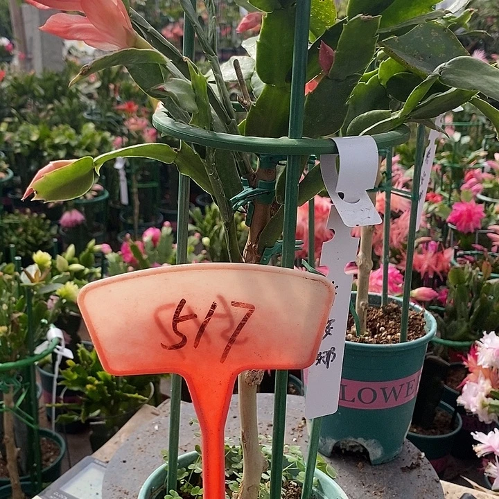 叶仙嫁接乔安娜517