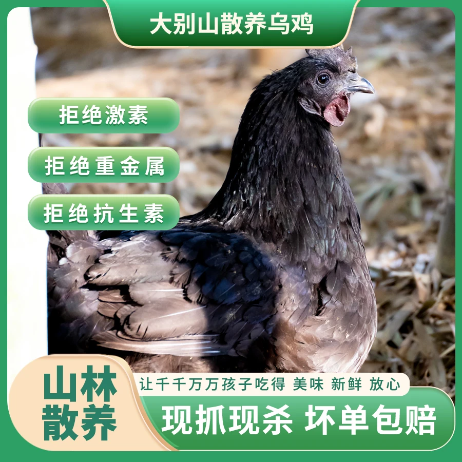 (一只)大别山散养乌鸡900g/只 无抗无激素 紧实鲜香顺丰冷链包邮