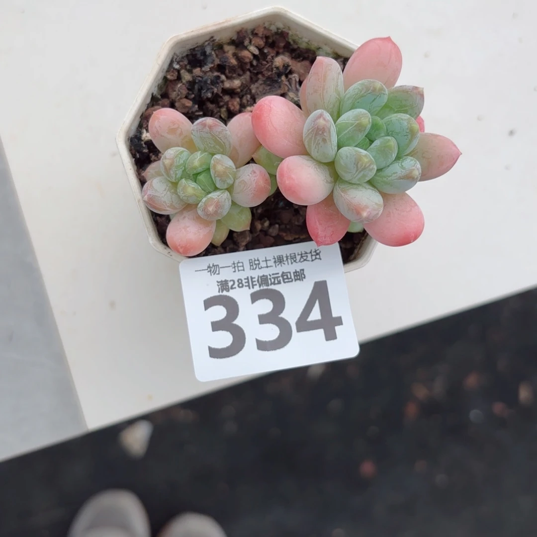 *****三色奶老桩无盆土发货