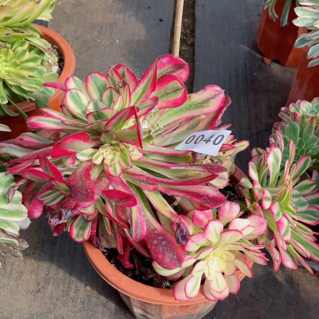 朱砂痣多肉不售后发货