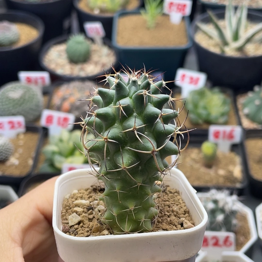 实生包刺瓦格纳仙人球