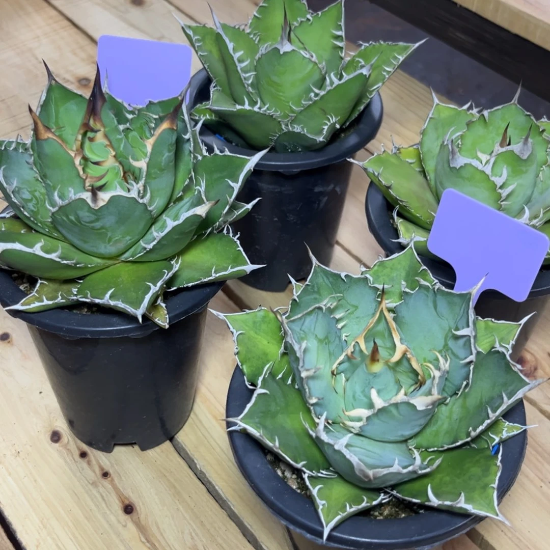 4***R龙舌兰仁王冠绿植盆栽