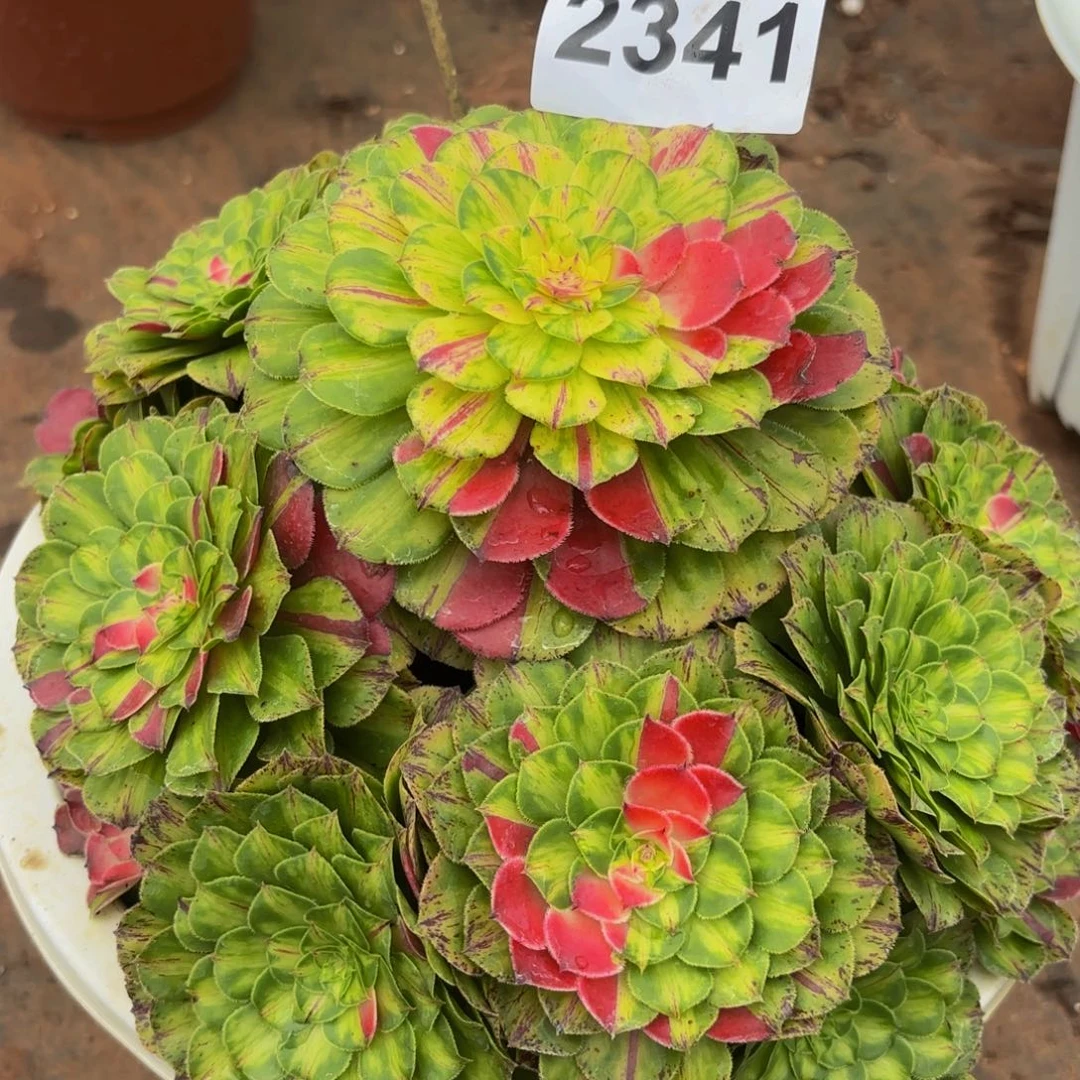 2341多肉植物知否
