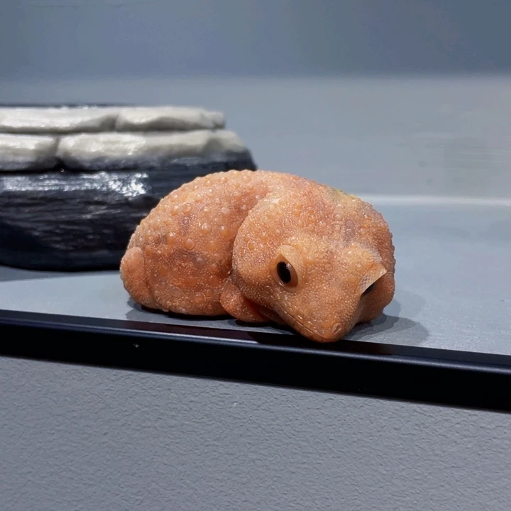 精品守宫仅此一个