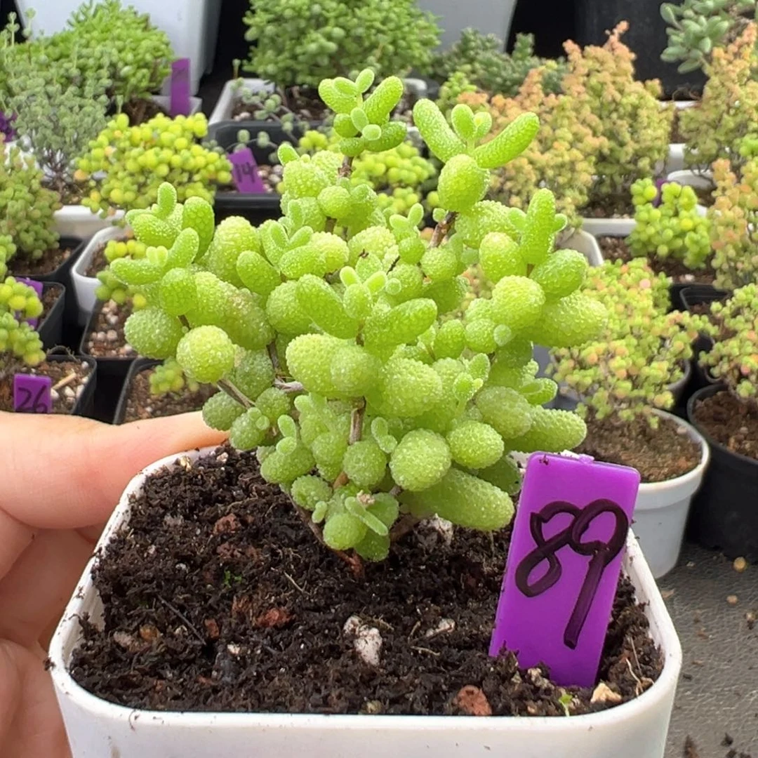 89号金桔糖球一物一拍