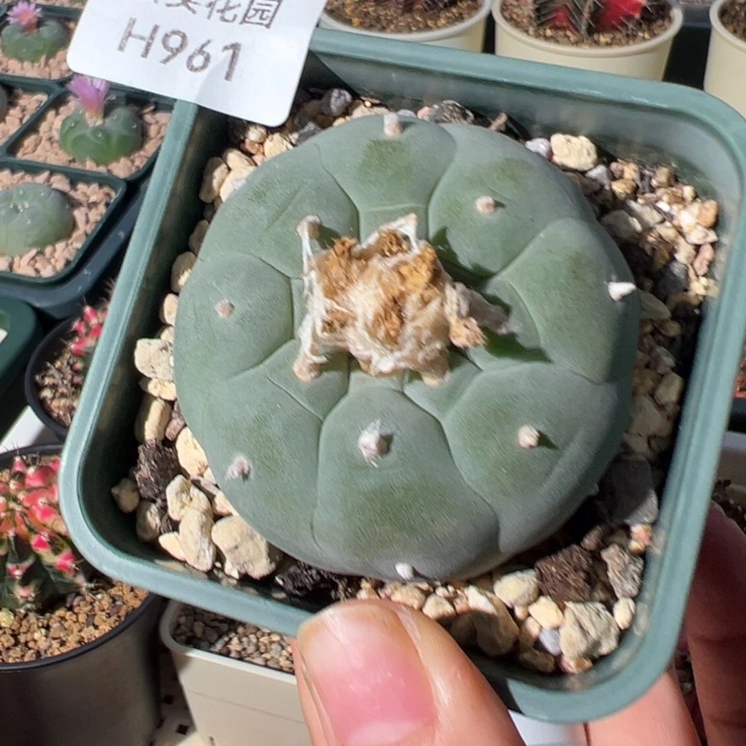 961好看的米哈冲冲冲