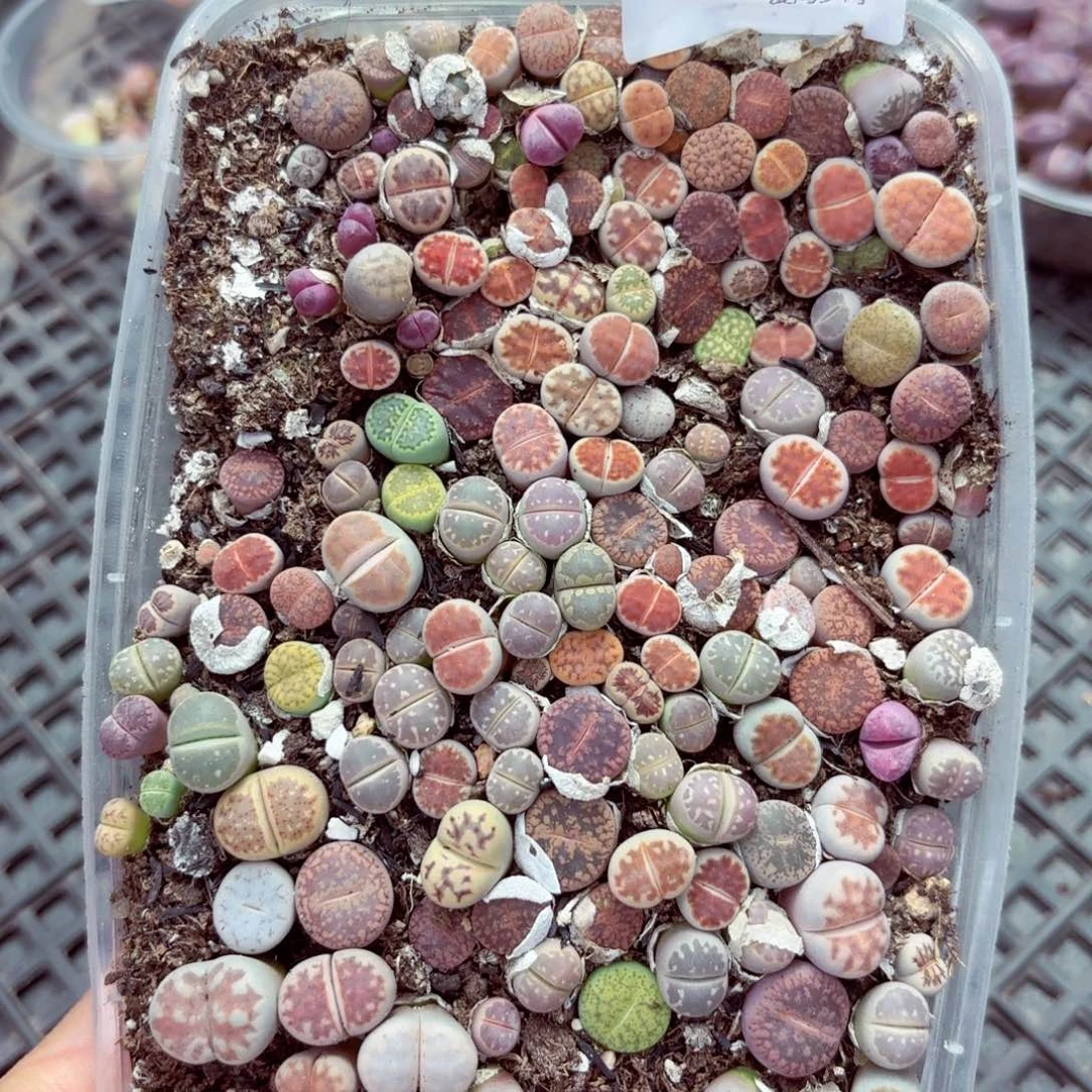 5596—生石花 生石花