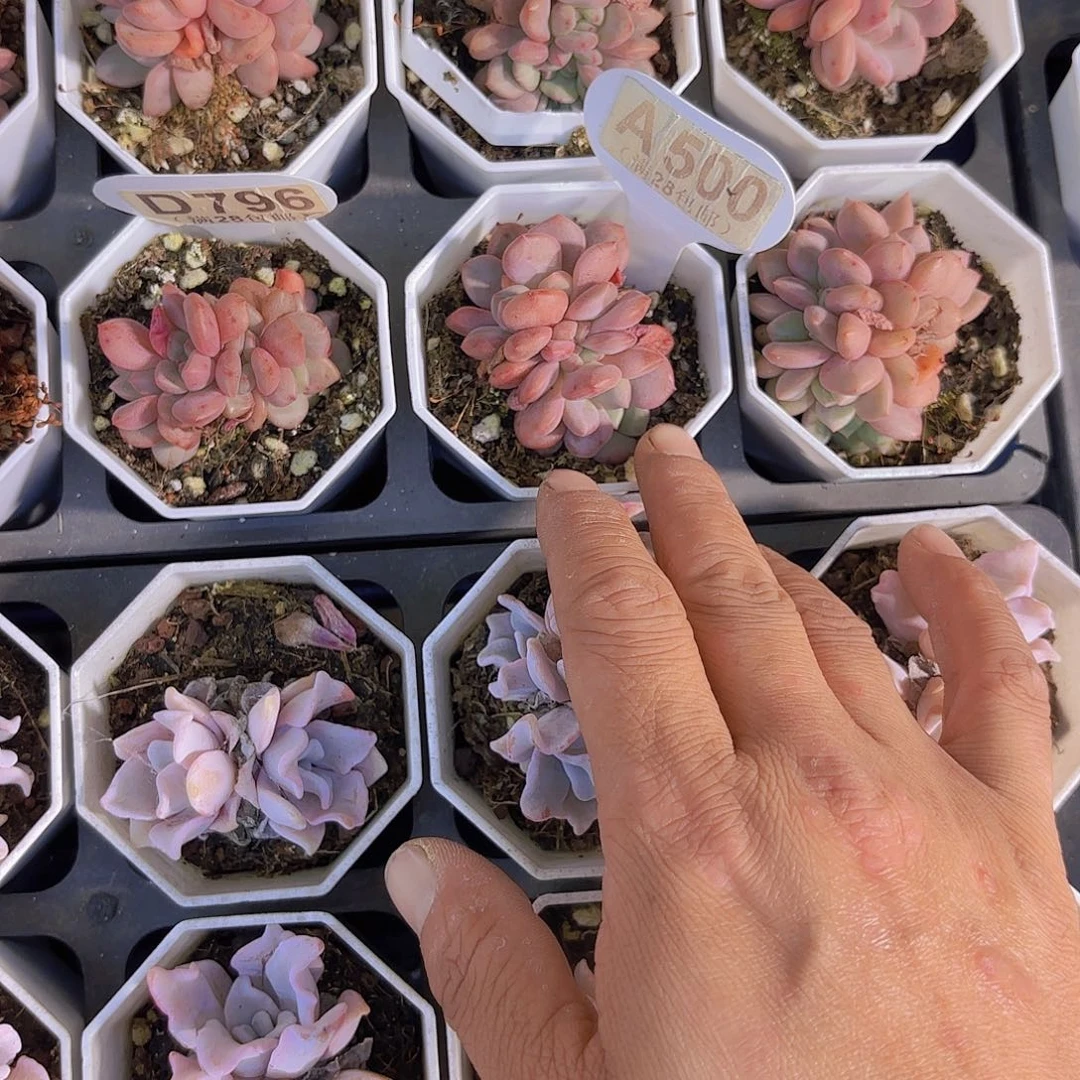 Z**zA500凌雪缀一物一拍