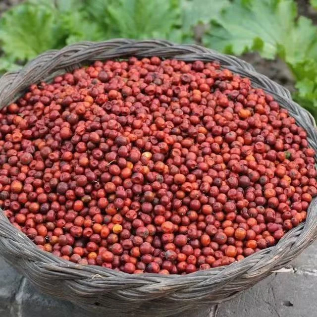 山西特产乡宁荒山缘玫瑰大酸枣不施肥不打药自然熟阳光晒无添加