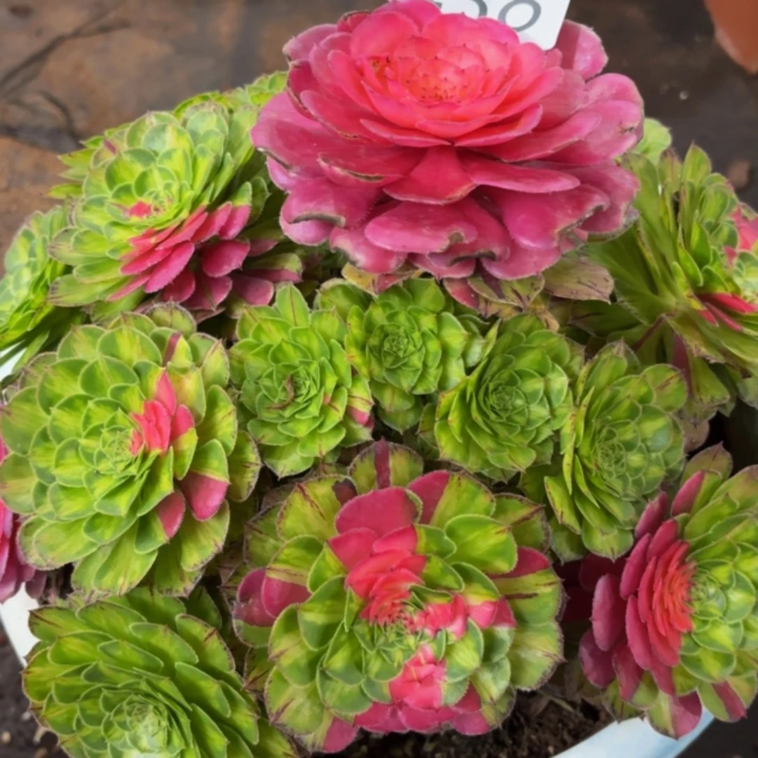 哈哈多肉葡萄知否438