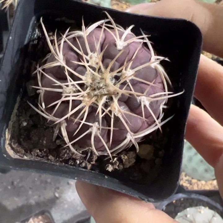 实生小天平仙人球仙人球