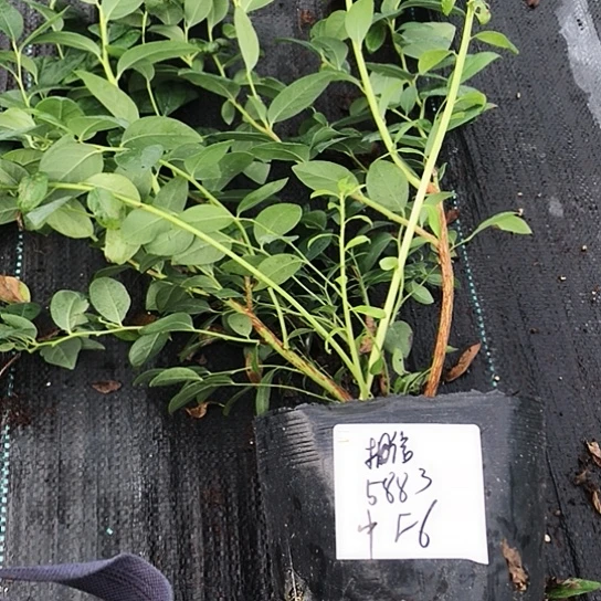 相****。中钵f6 相信