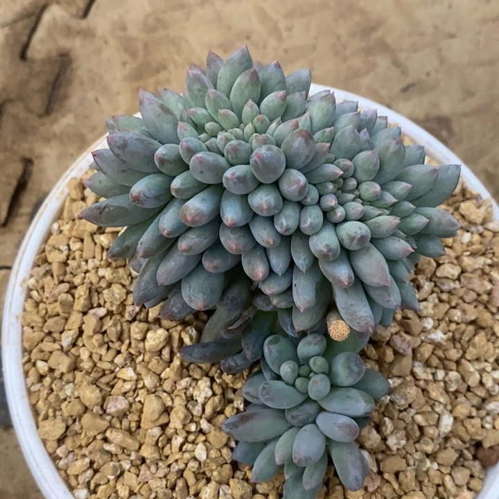 种**森所罗门缀化88888