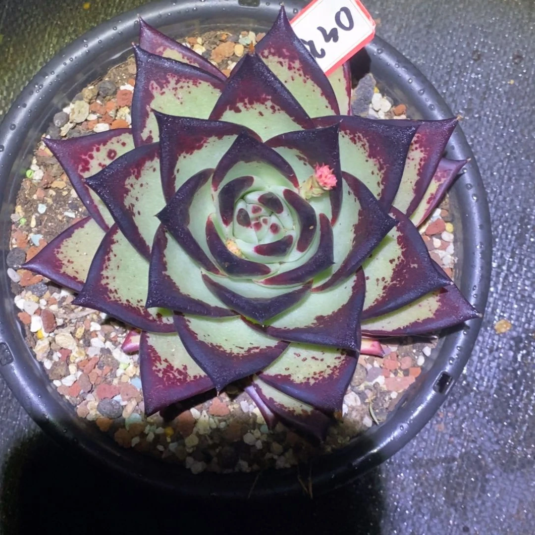 清***～福利美乌a30