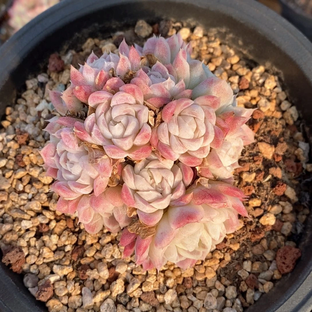 精品多肉一一物一拍124