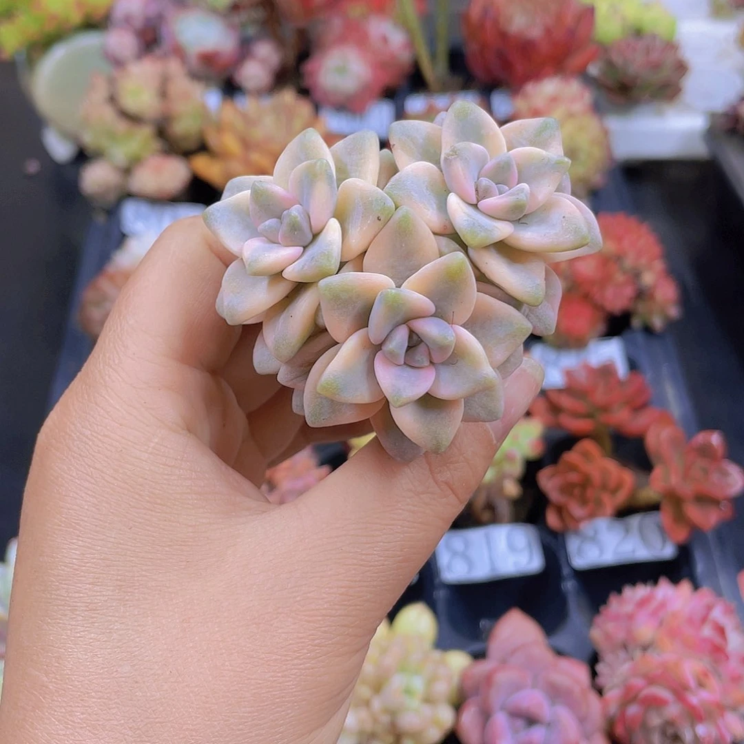 多肉无土栽培多肉植物