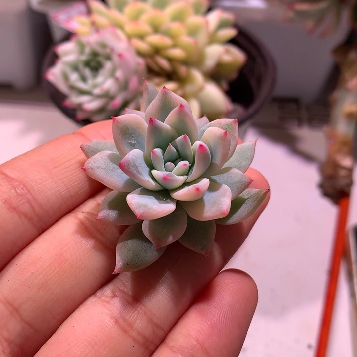 蓝鸟锦腹轮锦侧芽