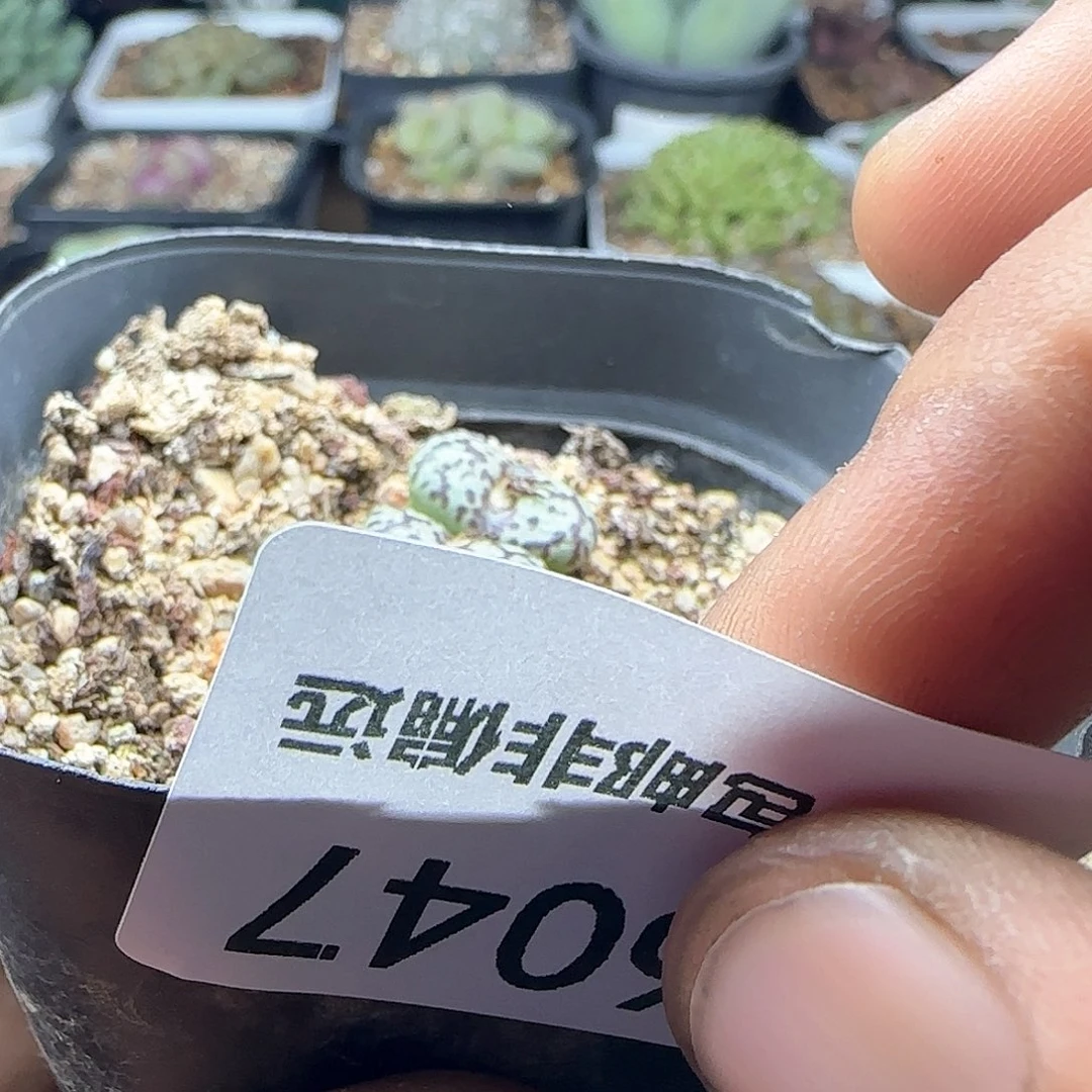 雪*28包邮脱土发货26047