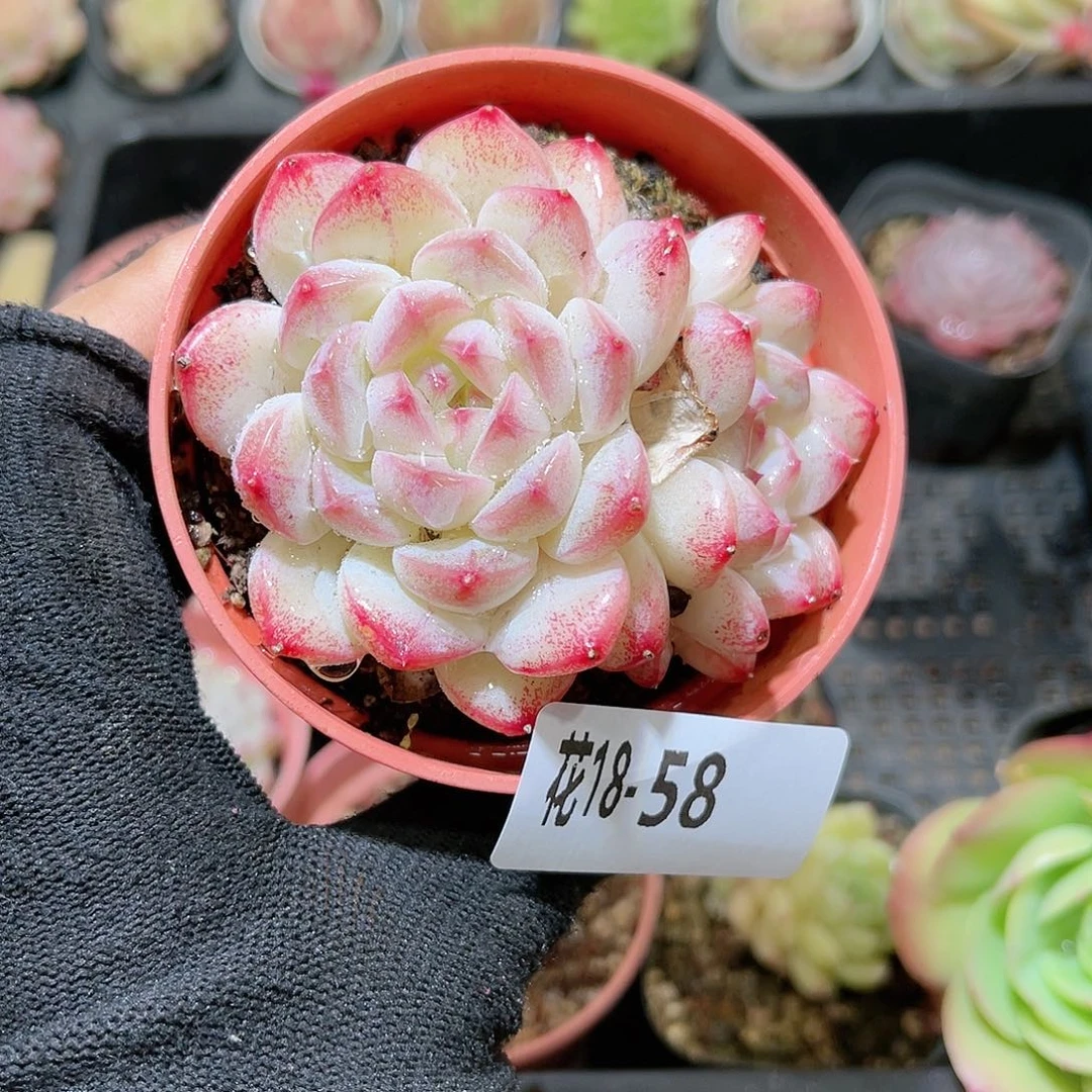 花18-58白桃汽水双头