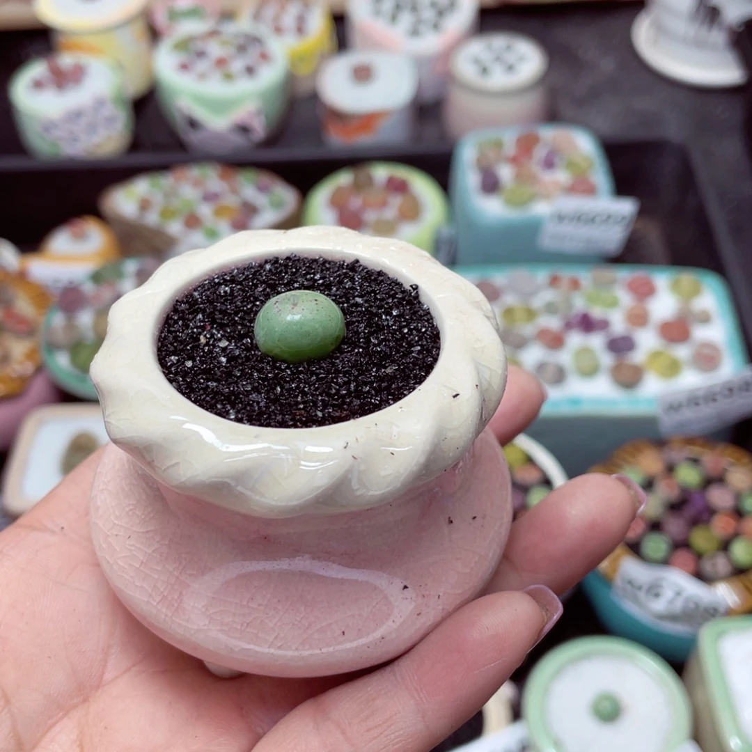 w6723 -零下地区拍保温箱-15支持寄养