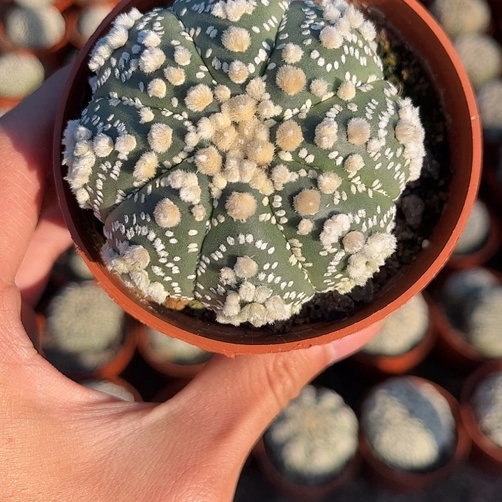 不开花植物仙人球