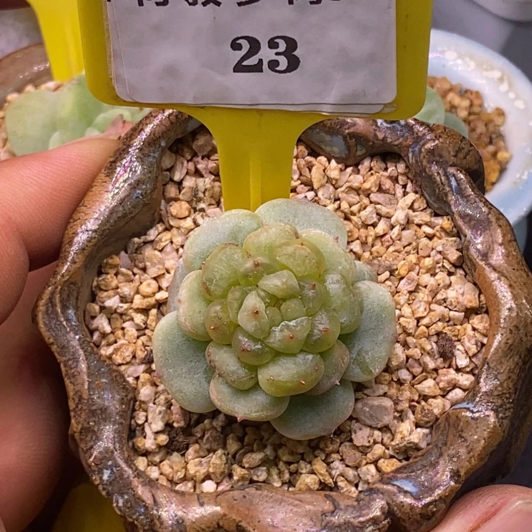 523白恋变异锦拉丝