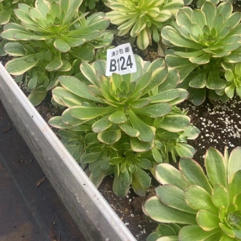 124半夏不包断枝