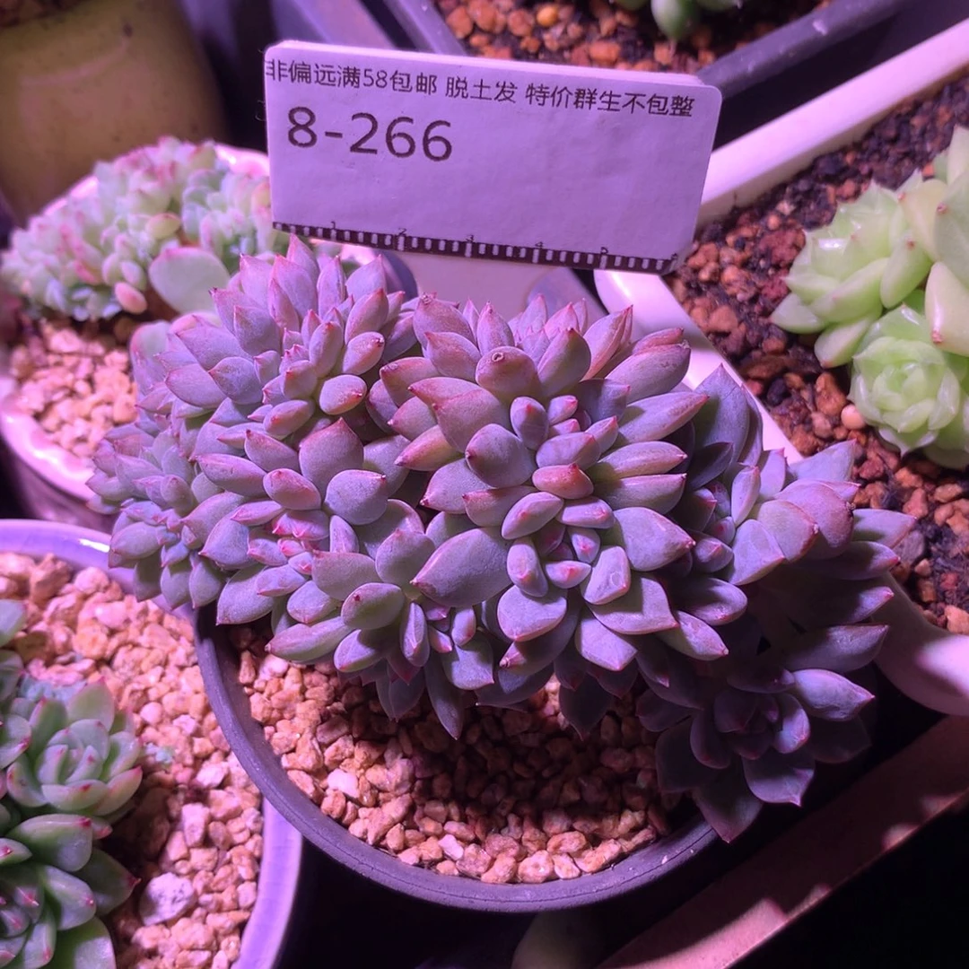 向****星影缀化老桩朵朵