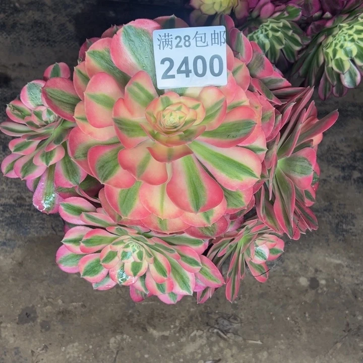 2400女巫多肉植物