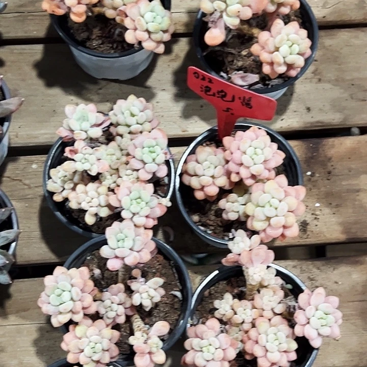 团022号。   两盆泡泡酱