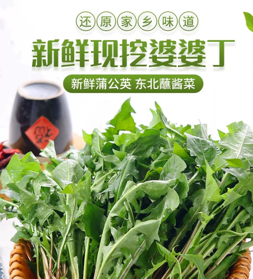 东北原生态野生婆婆丁蒲公英多规格可选多拍更划算赠东北黄豆酱