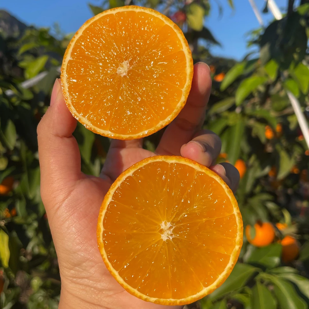【红美人】有机方式种植无农残红美人爱媛果冻橙香甜皮薄爆汁