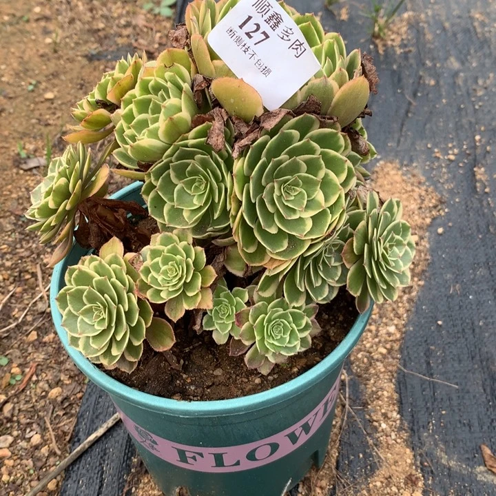 127粉花妖多肉植物特价