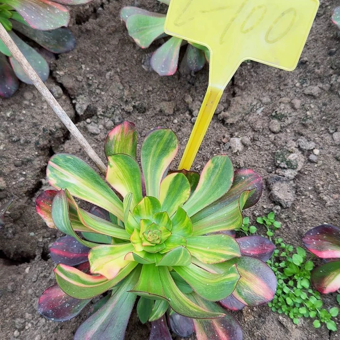 肆*一2-100---多头多肉植物