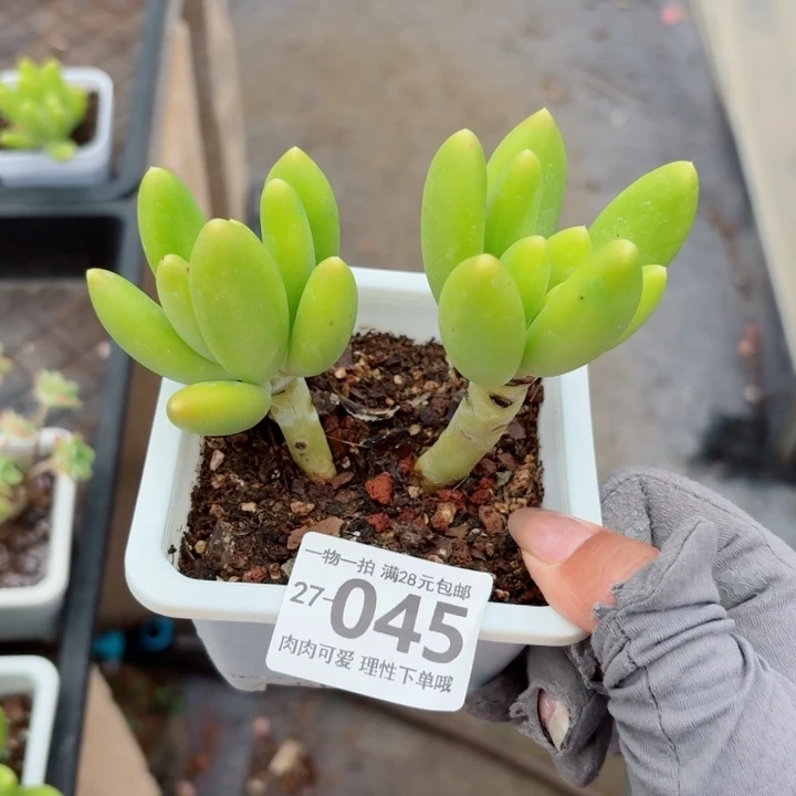 芒果奶多肉无盆土无盆土无