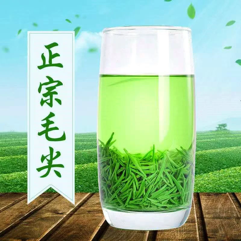 正宗原产地热卖口粮茶 2025新茶毛尖绿茶茶叶