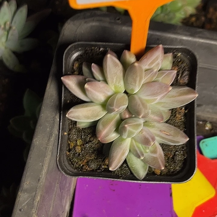 勇***前多肉植物雪黛莉435