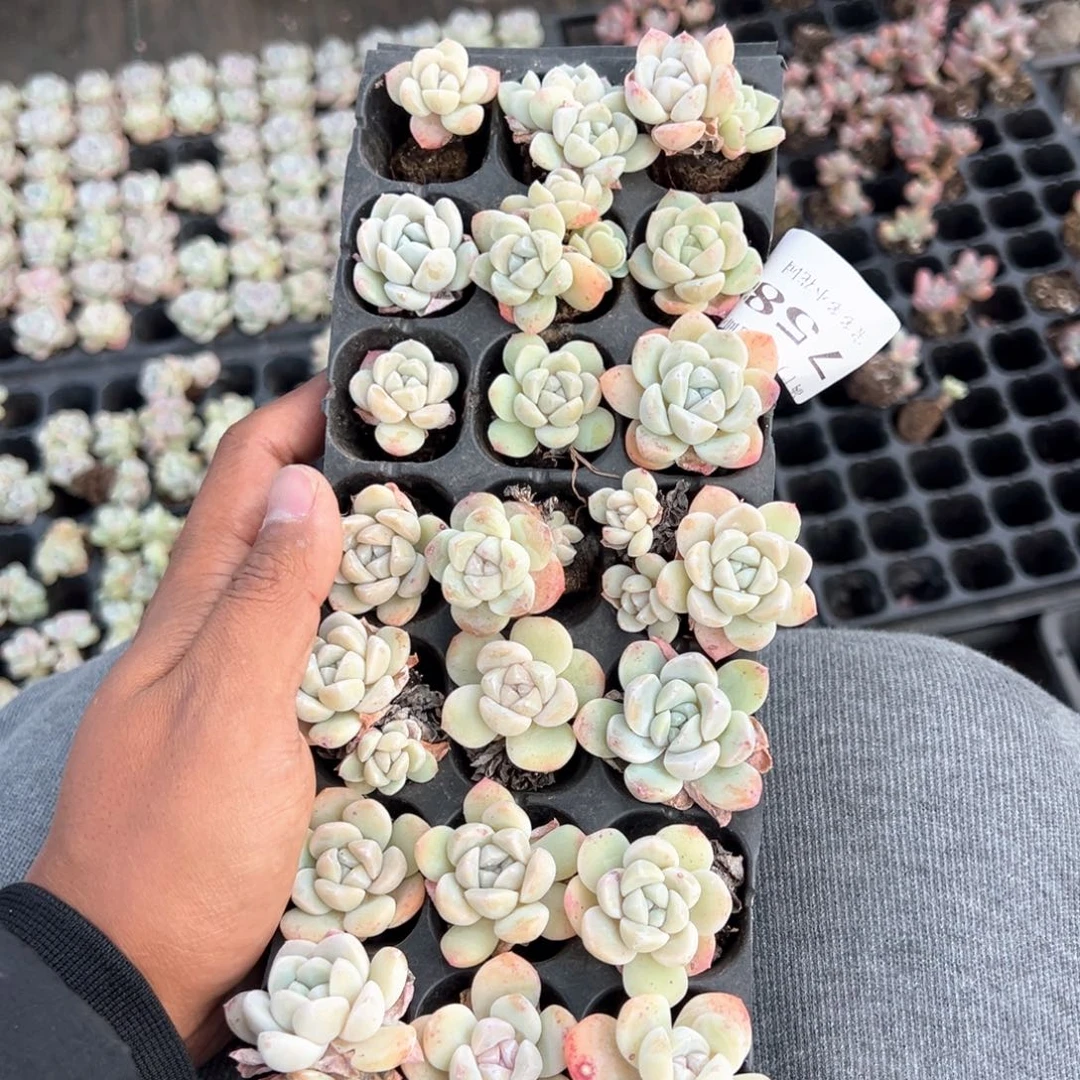 758号微瑕疵冰玉到手21颗 福利 不包整散不售后