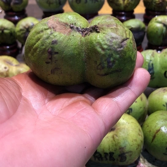 吊坠桃核核桃核桃