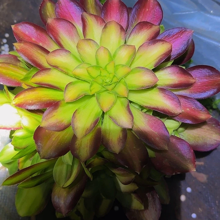 精品韶华捧花亏本福利