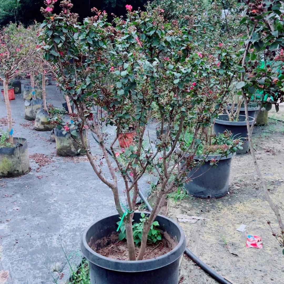 暖***春无花朵紫薇12345678