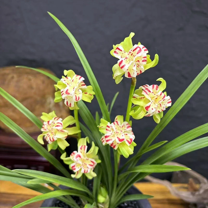 天姿奇蝶 稀少奇花 参展铭品！开花非常香 室内室外好养兰花